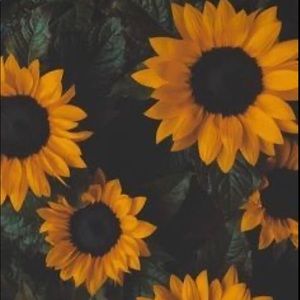 Meet your Posher, Ash